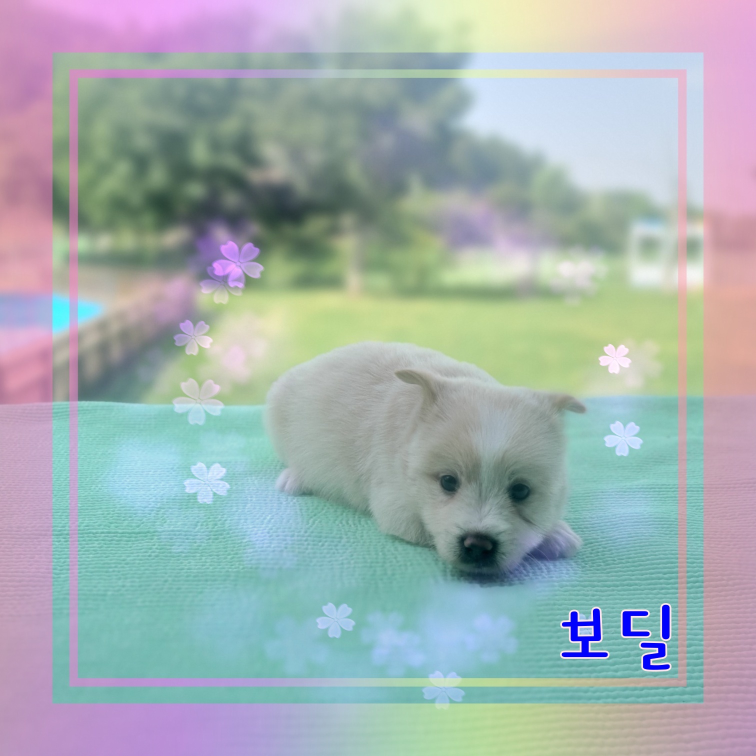 군산유기동물보호센터_445467202300953